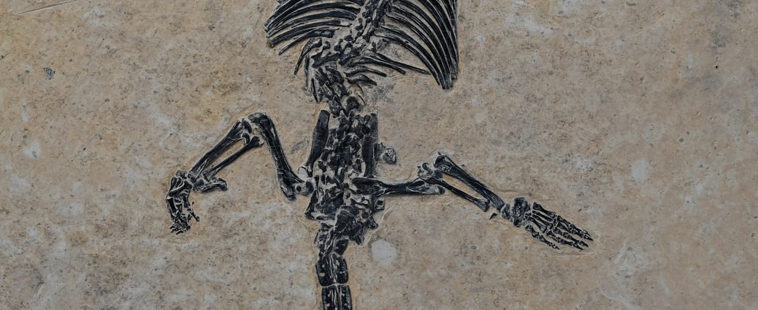 Dongoconodon: The Cretaceous Mammal With Evidence of a Third Tooth Generation