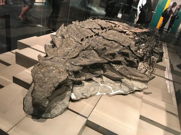 Borealopelta: The Armored Dinosaur That Preserved Skin and Its Last Meal