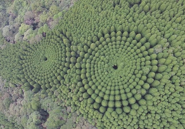 The Forest That Became a Living Graph: Japan’s 50-Year Sugi Experiment